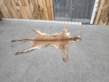 Mountain Lion Tanned Fur Taxidermy