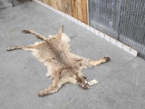 Mountain Lion Tanned Fur Taxidermy