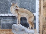 Coyote Full Body Taxidermy Mount