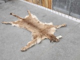 Big Mountain Lion Tanned Fur Taxidermy