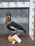 Red Breasted Goose Full Body Bird Taxidermy