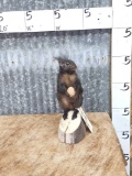 Black Squirrel Holding A Nut Taxidermy