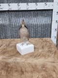 Prairie Chicken Full Body Bird Taxidermy