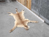 Mountain Lion Tanned Fur Taxidermy