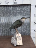 Striated Heron Full Body Bird Taxidermy