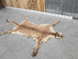 Over 90' Mountain Lion Tanned Fur Taxidermy