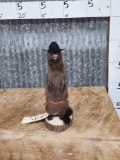 Sheriff Mink Full Body Taxidermy Mount