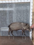 Collared Peccary Full Body Taxidermy Mount