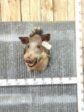 Wild Boar Hog Shoulder Mount Taxidermy