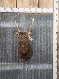 Sika Deer Shoulder Mount Taxidermy