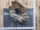 Bobcat Full Body Taxidermy Mount