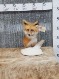 Red Fox Bust Table Top Pedestal Taxidermy