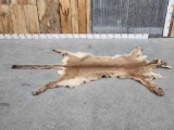 Beautiful Mountain Lion Tanned Fur Taxidermy