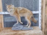 Coyote Full Body Taxidermy Mount