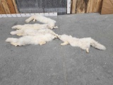 5 Arctic Fox Tanned Furs Taxidermy