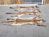 3 Mountain Lion Tanned Furs Taxidermy