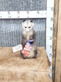 Opossum Eating Cracker Jacks Full Body Taxidermy Mount