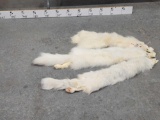 3 Arctic Fox Tanned Furs Taxidermy