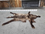 Alaskan Wolf Tanned Fur Taxidermy