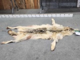 Alaskan Wolf Tanned Fur Taxidermy