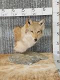 Coyote Bust Table Top Pedestal Taxidermy