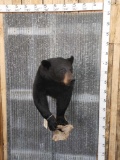 Black Bear Half Body Taxidermy Mount