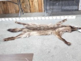 Big Alaskan Wolf Tanned Fur Taxidermy