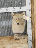 Coyote Bust Taxidermy