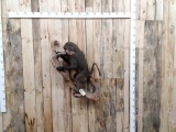 African Chacma Baboon Hiding In A Tree Full Body Taxidermy Mount