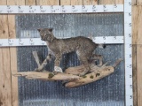 Bobcat Full Body Taxidermy Mount