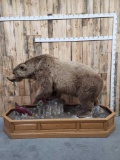 BIG Russian Brown Bear Full Body Taxidermy Mount