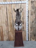 Nice Zebra Pedestal Taxidermy Mount