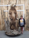 GIANT Russian Brown Bear Full Body Taxidermy Mount