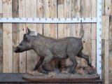 African Warthog Full Body Taxidermy Mount