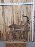 African Impala Full Body Taxidermy Mount