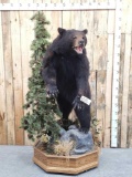 Black Bear Full Body Taxidermy Mount