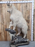 Big Mountain Goat Full Body Taxidermy Mount