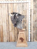 Zebra Pedestal Taxidermy Mount