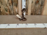 Diamondback Rattlesnake Full Body Taxidermy Mount