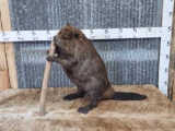 Big Fat Beaver Chewing On A Stick Taxidermy