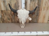 Large Herd Bull American Bison Buffalo Skull