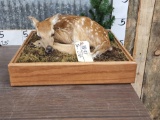 Whitetail Fawn Laying Down Full Body Taxidermy Mount