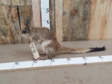 Rare African Springhare Full Body Taxidermy Mount