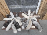 20 Big Bushy Ranch Fox Tails Taxidermy