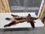 Big Wolverine Tanned Fur Taxidermy