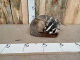 Badger Laying Down Full Body Taxidermy Mount