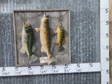 Largemouth Bass, Walleye, & Perch Real Skin Fish Taxidermy