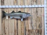 Big Reproduction Striper Fish Taxidermy Mount