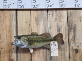 Nice Largemouth Bass Real Skin Fish Taxidermy