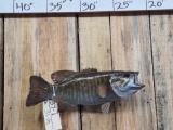 Smallmouth Bass Real Skin Fish Taxidermy